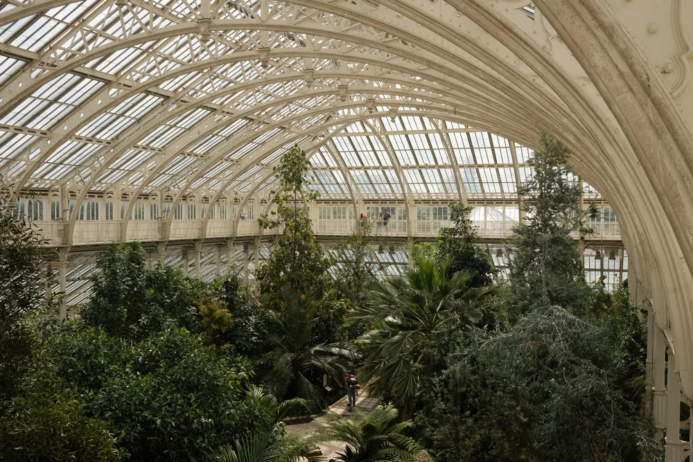 Trees and palms beneath the high arched roof of a glasshouse