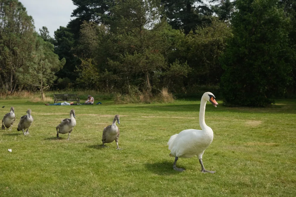 A white swan and grey cygnets walking across a green lawn