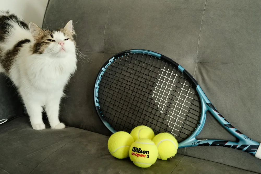 A fluffy white cat with dark patches beside a tennis racket and three balls on a sofa